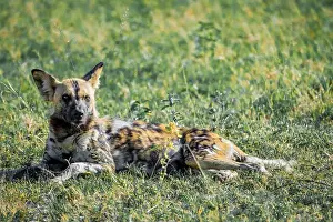 Botswana Prints: Endangered African wild dog (Lycaon pictus) resting in Botswana