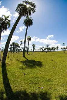 Endangered old-growth palm grove in Rocha Uruguay