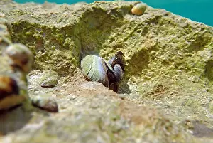 Mollusca Prints: Endemic freshwater clam in Ohrid lake, underwater photography - Dreissena sp