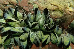 Mollusca Prints: Endemic freshwater clam in Ohrid lake, underwater photography - Dreissena sp