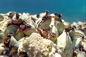 Mollusca Prints: Endemic freshwater clam in Ohrid lake, underwater photography - Dreissena sp