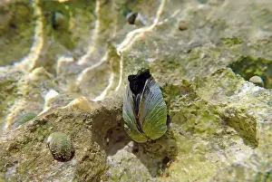 Mollusca Prints: Endemic freshwater clam in Ohrid lake, underwater photography - Dreissena sp