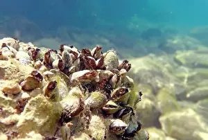 Mollusca Prints: Endemic freshwater clam in Ohrid lake, underwater photography - Dreissena sp