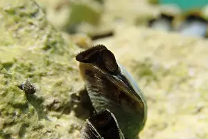 Mollusca Prints: Endemic freshwater clam in Ohrid lake, underwater photography - Dreissena sp