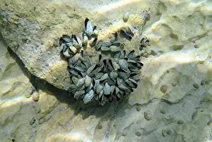 Mollusca Prints: Endemic freshwater clam in Ohrid lake, underwater photography - Dreissena sp