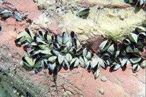 Mollusca Prints: Endemic freshwater clam in Ohrid lake, underwater photography - Dreissena sp