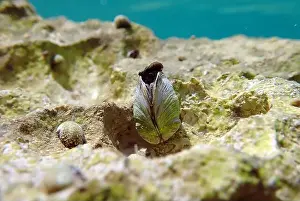 Mollusca Prints: Endemic freshwater clam in Ohrid lake, underwater photography - Dreissena sp