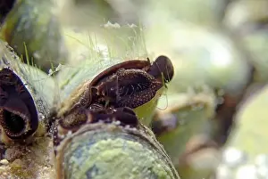 Mollusca Prints: Endemic freshwater clam in Ohrid lake, underwater photography - Dreissena sp