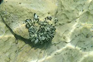 Mollusca Prints: Endemic freshwater clam in Ohrid lake, underwater photography - Dreissena sp