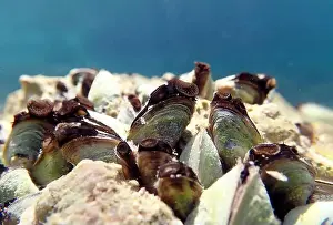 Mollusca Prints: Endemic freshwater clam in Ohrid lake, underwater photography - Dreissena sp