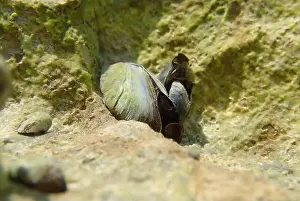 Mollusca Prints: Endemic freshwater clam in Ohrid lake, underwater photography - Dreissena sp