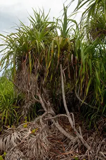 Wetlands Prints: the endemic plant Pandanus multispicatus, Curiese island, Seychelles