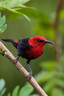 Polynesia Prints: The endemic Samoan Myzomela, a type of honeyeater, on the island of Upolu in Samoa