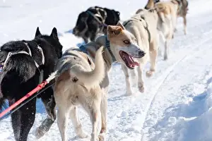 Athleticism Prints: Energetic sled dog team in mid-action on a snowy trail