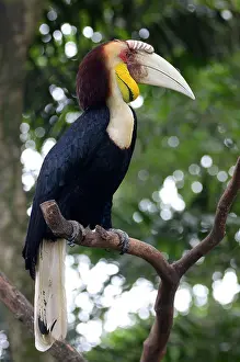 Special Prints: Enggang Bird, Buceros