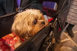 Pram Prints: England, Kent, Sandwich, Cute Dog in Pram