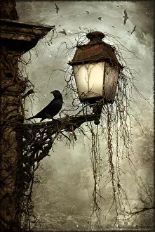 Lantern Prints: English: Bird on a lantern. before 1939