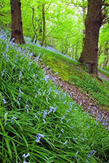 Cheshire Prints: An English bluebell wood at Rivacre Country Park in Ellesmere Port, Cheshire, England, UK