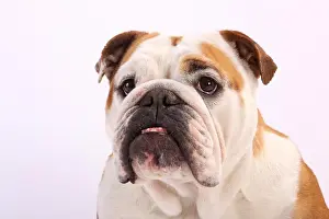 Mature Prints: English Bulldog
