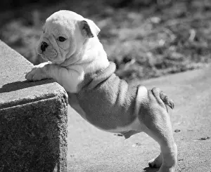 Bulldog Prints: english bulldog puppy climbing stairs