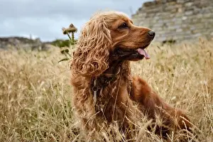 Loyal Prints: English Cocker Spaniel Walking by Castle Ruins