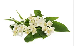 Pistils Prints: English dogwood flowers isolated on white background
