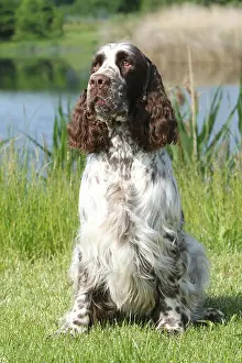 Reed Prints: English Springer Spaniel. Adult male (3 years old) sitting next to a lake. Germany