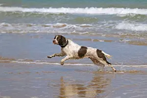 Adaptable Prints: English Springer Spaniel chasing ball on beach