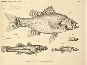 Identification Prints: English: Steindachner's line drawing of an Australian bass