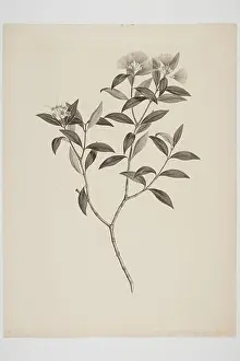 Nature Study Prints: This engraving by Sydney Parkinson