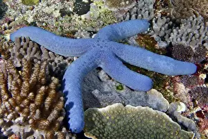 Starfishes Prints: Enlarged view of a blue starfish (Linckia laevigata) on coral