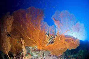 Sea Whips Prints: Enormous orange gorgonian sea fan with school of fish, Christmas Island, Australia