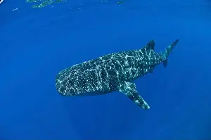 Chondrichthyes Prints: Enormous whale shark (Rhincodon typus) in clear blue water, Christmas Island, Australia