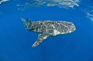 Chondrichthyes Prints: Enormous whale shark (Rhincodon typus) in clear blue water, Christmas Island, Australia