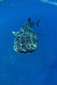 Chondrichthyes Prints: Enormous whale shark (Rhincodon typus) in clear blue water, Christmas Island, Australia