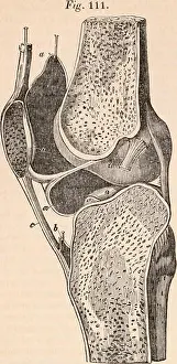 Human Body Prints: This entry from The Cyclopædia of Anatomy and Physiology focuses on the anatomy of joints