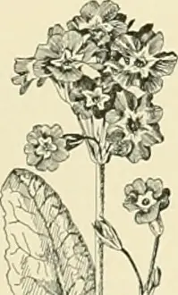 Primula Prints: This entry from the *Cyclopedia of American Horticulture* describes the *Primula* species