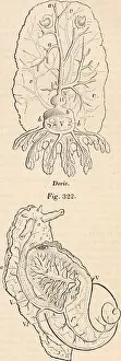 Comparative Prints: This entry discusses the anatomy and physiology of cephalopods