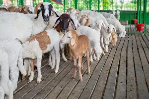 Bangladesh Prints: Environmental view of a commercial sheep breeding farm