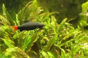 Chaetodontidae Prints: Epalzeorhynchos bicolor is a small exotic fish with a red body and a red tail swimming among algae