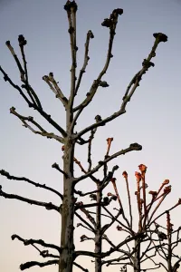 Leafs Prints: Epcot Center Walt Disney World Orlando Florida strange branched trees without leaves at dawn
