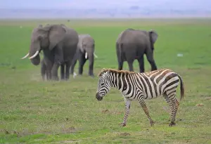 Epic Prints: Epic wildlife safari at the Maasai Amboseli Game Reserve, Amboseli KE
