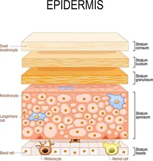 Cutaneous Prints: epidermis structure. Skin anatomy
