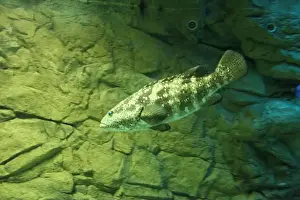 Speckled Prints: Epinephelus malabaricus in the ocean close-up side view