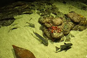 Hirizo Beach Prints: Epinephelus tauvina Reunion close-up view from above. Petting corner aquarium