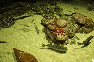 Hirizo Beach Prints: Epinephelus tauvina Reunion next to corals in water, sea, ocean