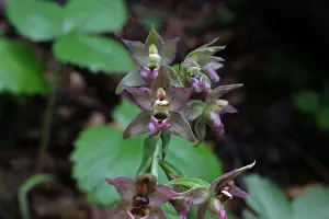 Wild Flowers Prints: Epipactis helleborine, Broad-Leaved Helleborine. Wild plant shot in summer