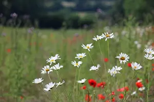 Daisies Prints: Epsom Downs, Surrey, UK. 05th July, 2021