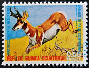 Antlers Prints: EQUATORIAL GUINEA - CIRCA 1974: Stamp printed in Guinea dedicated to endangered animals