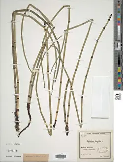 National Herbarium Prints: Equisetum hyemale L Equisetum hyemale L